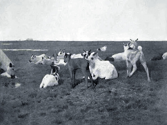 File:FMIB 35075 Reindeer Fawns.jpeg