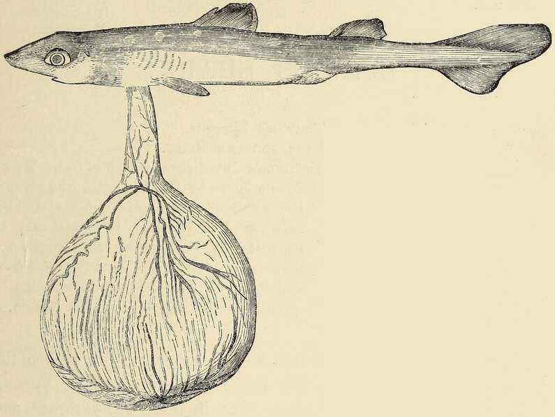 File:FMIB 46109 Foetal Picked Dogfish, with the ovum attached (no label).jpeg