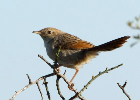 File:Cisticola subruficapillus -Namaqua National Park, Northern Cape, South Africa-6.jpg