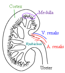 File:Njuren.gif