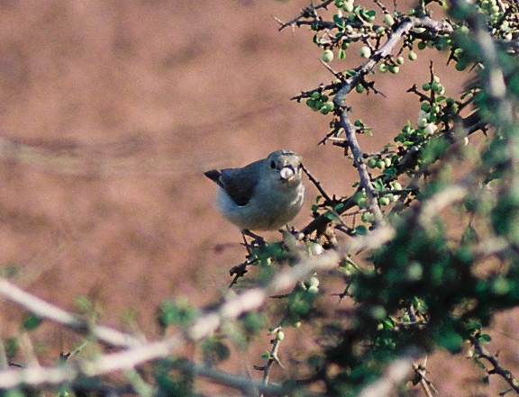 File:Tickels-FlowerPecker2.jpg