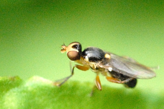 File:Cetema.cereris.possibly.jpg