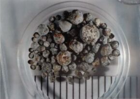 File:Chondrules Bjurboele.jpg