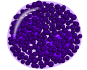 Basophil