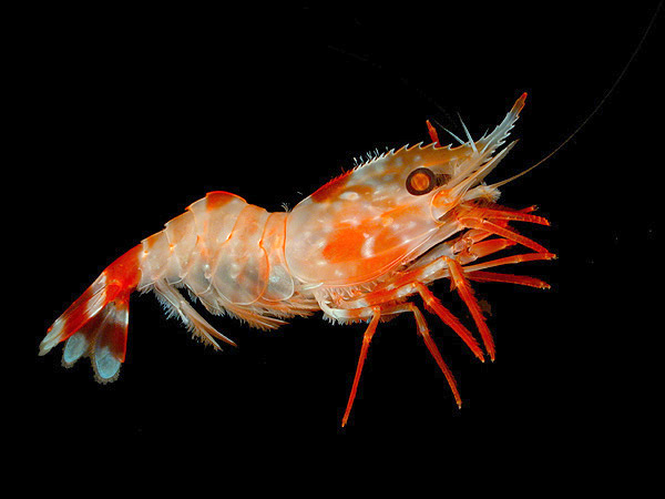 File:Heterocarpus ensifer.jpg