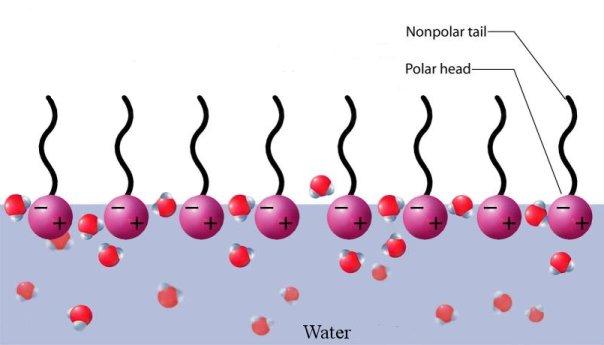 File:Surfactant.jpg