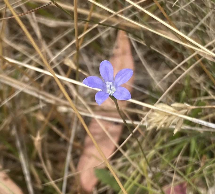 File:W gracilis main photo.jpg