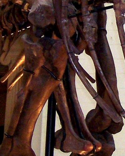 File:TrexPelvis.jpg