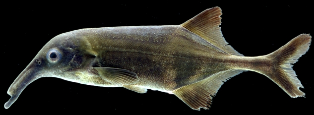 File:Campylomormyrus tshokwe.jpg