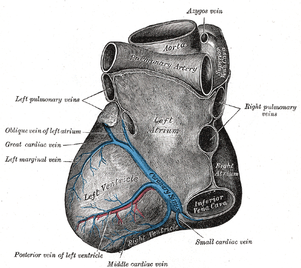 File:Gray556.png