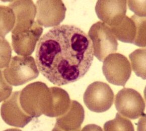 File:Neutrophil2.jpg