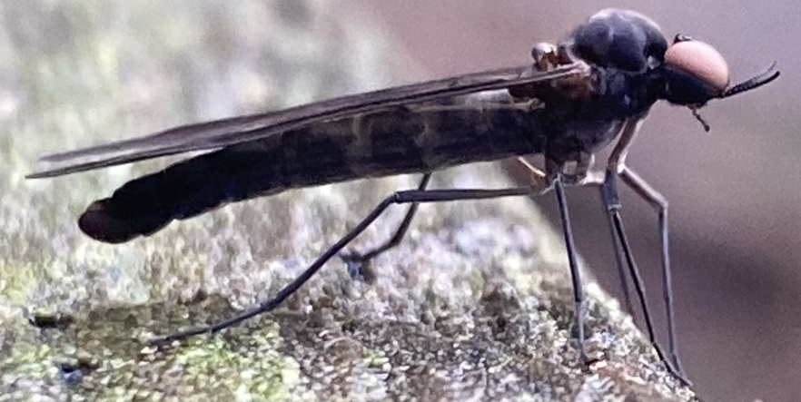 File:Protaxymyia thuja (cropped).jpg