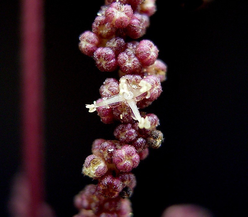 File:Urtica dioica26 ies.jpg