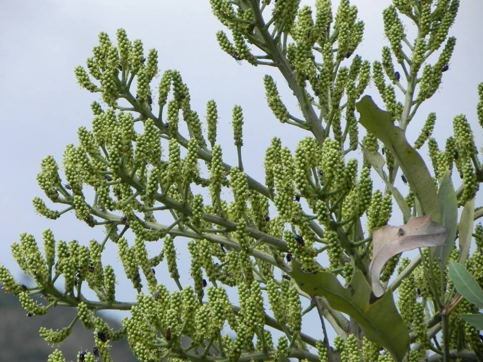 File:Cussonia paniculata07.jpg