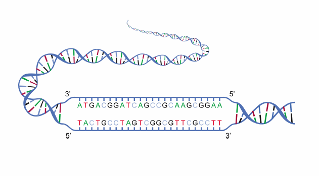 File:DNA strands.png