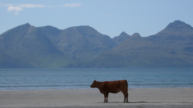 File:Deep in thought.......... - geograph.org.uk - 842921.jpg