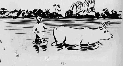 File:Flooded rice fields in monsoon.jpg