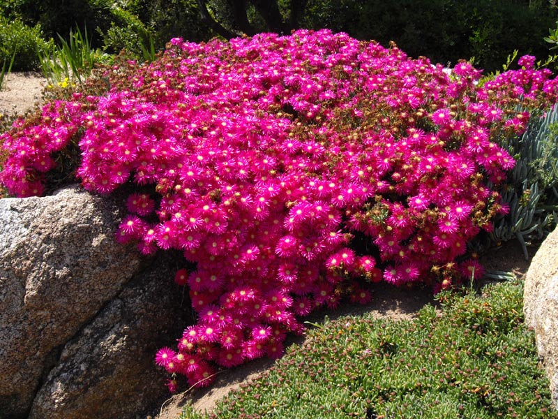 File:Lampranthus sp6 (3).JPG