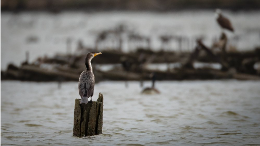 File:Mallows Bay-Potomac River NMS double-crested cormorant.PNG