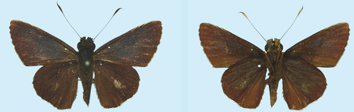 File:Sabera metallica.JPG