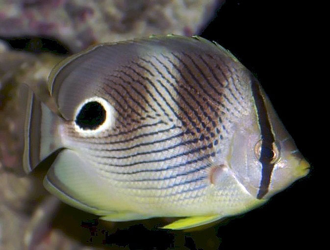 File:Chaetodon capistratus 14zz.jpg