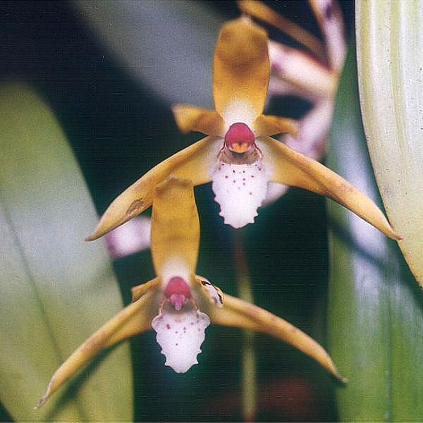 File:Maxillaria-picta.jpg