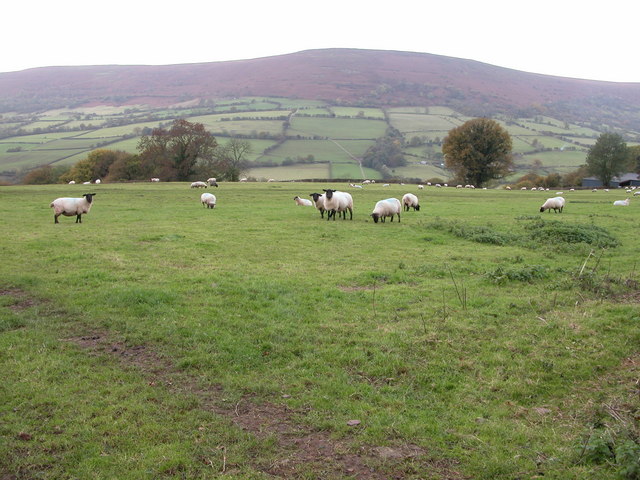 File:Sheep in a field beside Welsh Hunthouse - geograph.org.uk - 276870.jpg