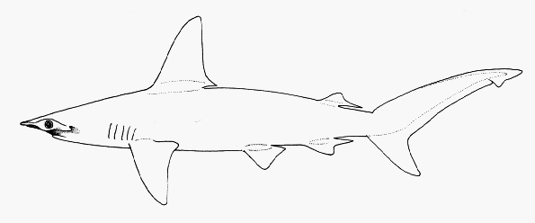 File:Sphyrna couardi.gif