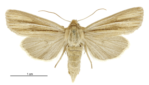File:Tmetolophota paraxysta female.jpg