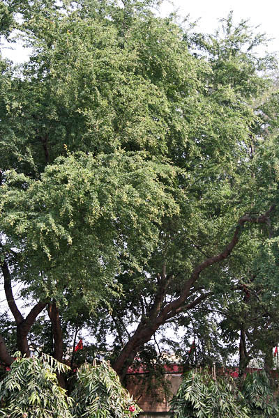 File:Tree I IMG 2896.jpg