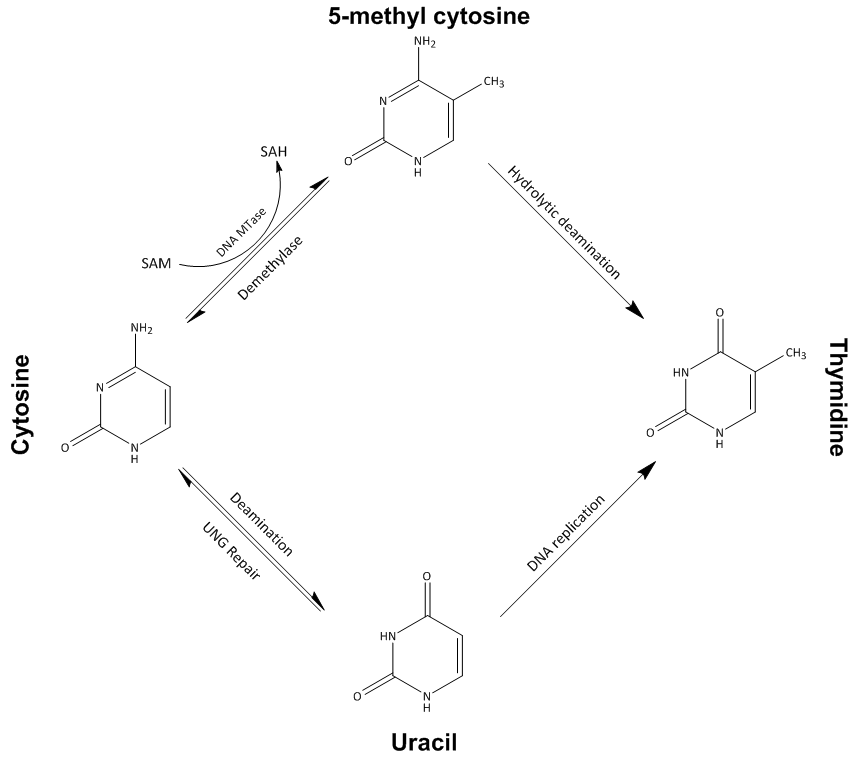 File:DNA methylation (corrected).png