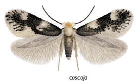 File:Ectoedemia coscoja male.JPG