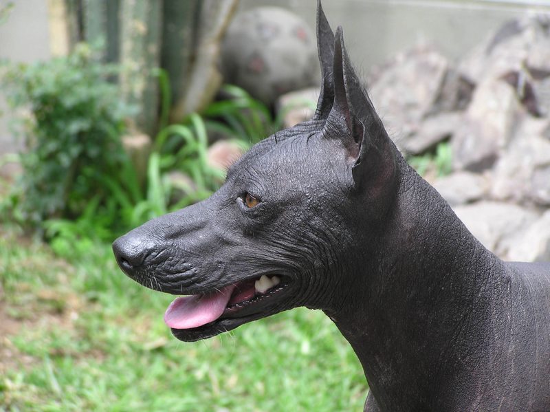 File:Peruvian Hairless Dog.jpg