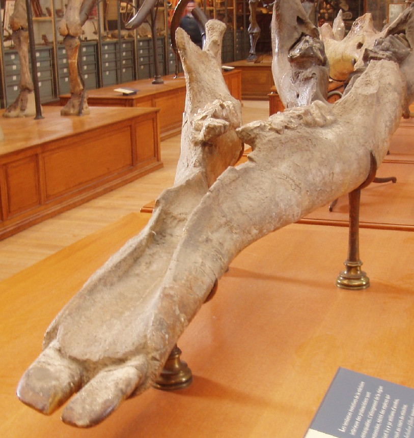 File:Archaeobelodon filholi.JPG
