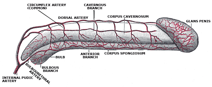File:Gray1158 cumpleted.png