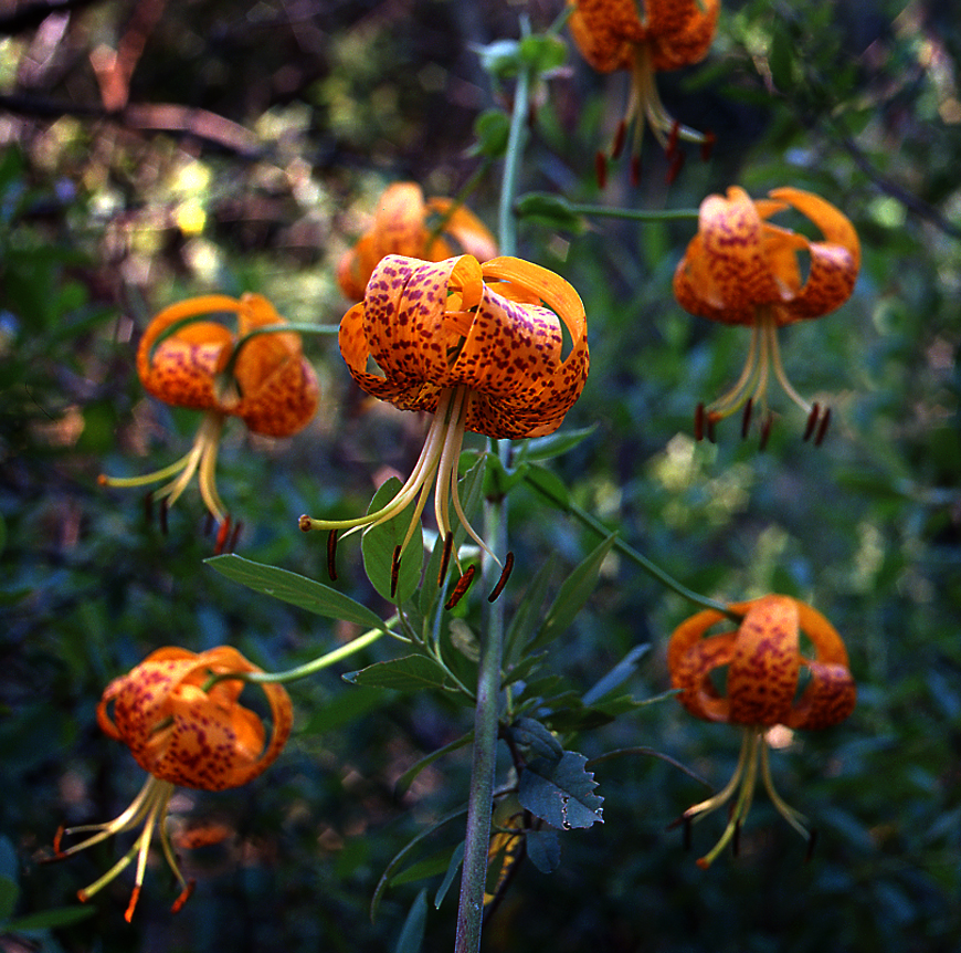 File:Lilium pardalinum.jpg