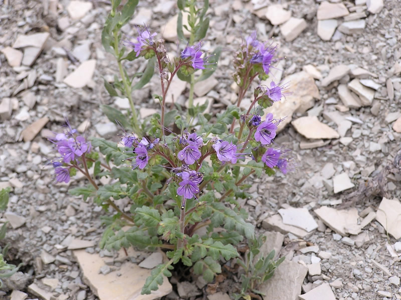 File:Phacelia argillacea.jpg