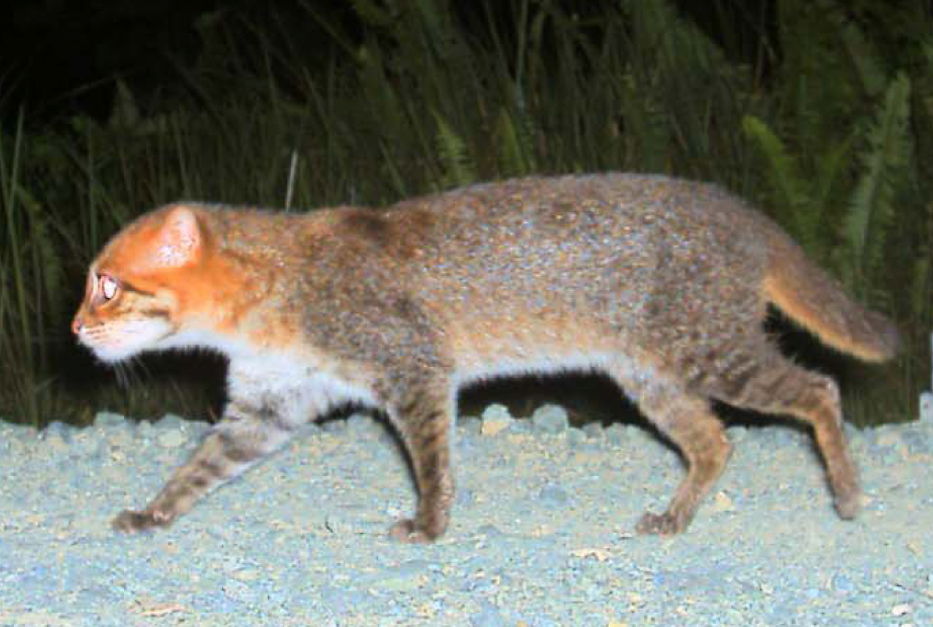 File:Prionailurus planiceps cropped.png
