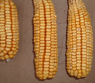 File:Aeroponic-biopharma-corn.jpg