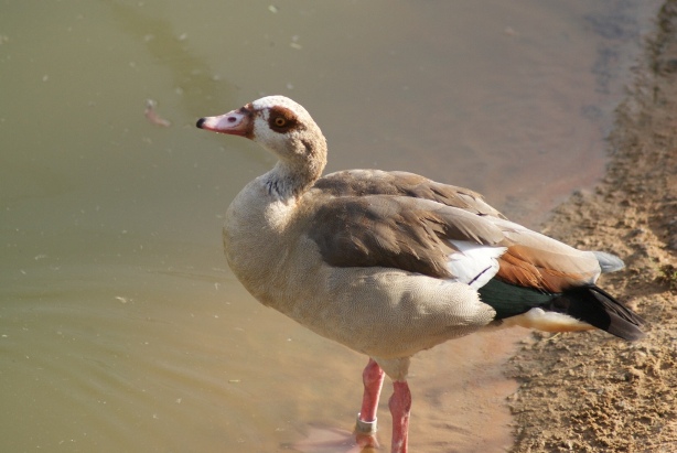 File:Al Ain Zoo Duck.JPG