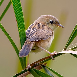 File:Cisticola exilis.jpg
