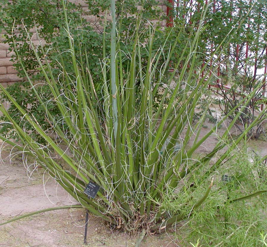 File:Hesperaloe funifera whole.jpg