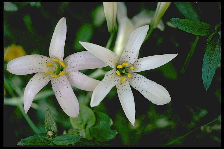 File:Lilium rubescens edit.jpg