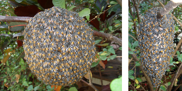 File:Apis florea nest.JPG