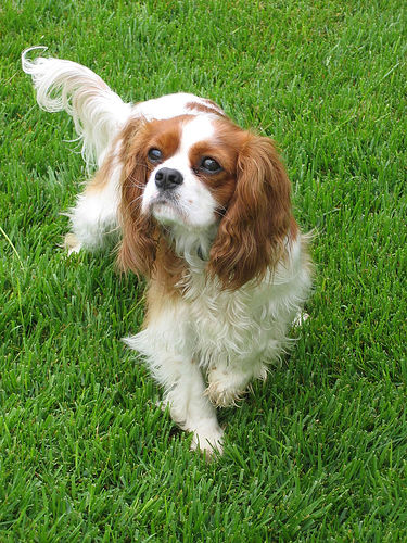 File:Cavalier King Charles Spaniel 02.jpg