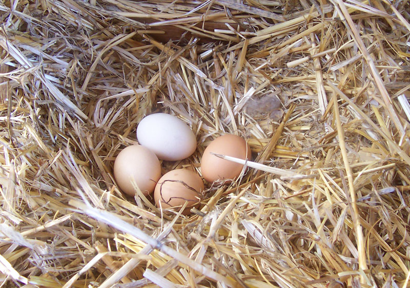 File:Chicken eggs.jpg
