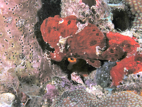 File:Red oscellated frogfish.jpg