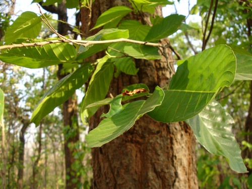File:Shorea robusta in Chhattisgarh.jpg