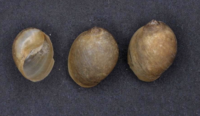 File:Bullastra lessoni 001.jpg