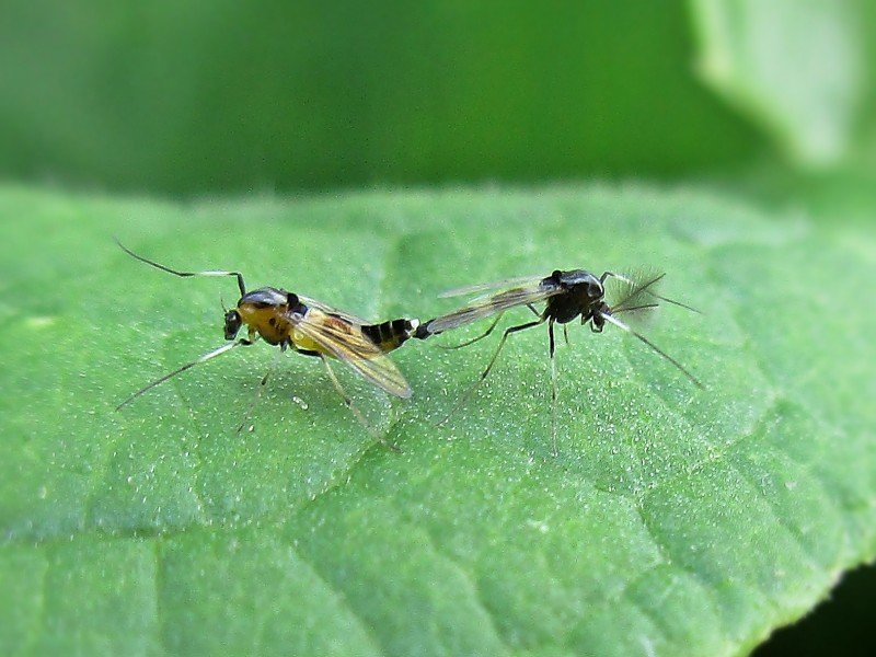 File:Cricotopus bicinctus (Chironomidae sp.), Arnhem, the Netherlands.jpg